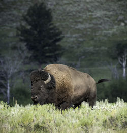 Side view of bison on field