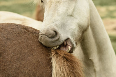 Close-up of horse