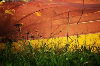 Plants growing on field at sunset