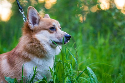 Cute corgi dog portrait with copy space