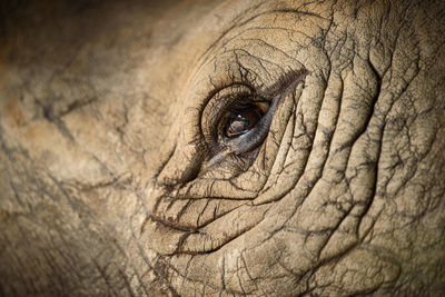 Close-up of elephant