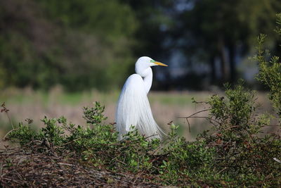 White birds on a land