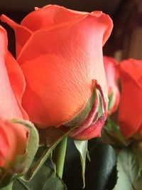 Close-up of orange rose