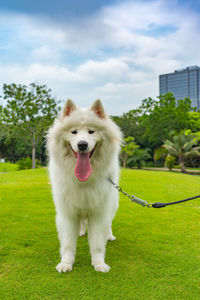 Vertical portrait of smiling samoyed dog in the park