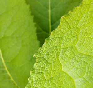 Macro shot of fresh green leaves