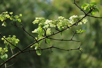 Close-up of branch