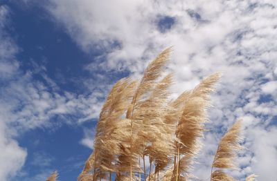 Low angle view of stalks against blue sky