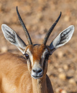 Portrait of deer