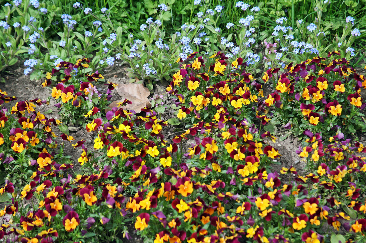 CLOSE-UP OF FLOWERING PLANTS