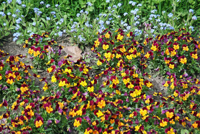 Close-up of yellow flowering plants