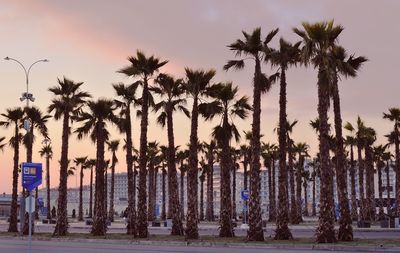 Palm trees against sky