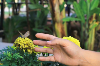 Cropped hand reaching for butterfly on yellow flower