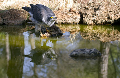 Reflection of rocks in water