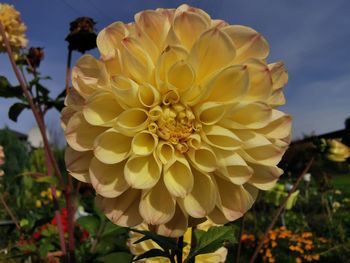 Close-up of yellow flowering plant on field