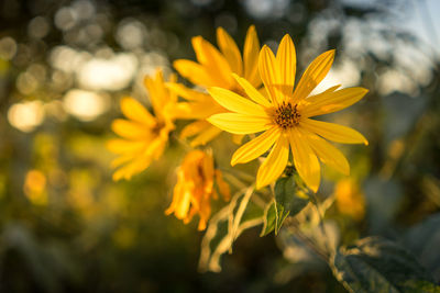 Close-up of yellow flowers blooming outdoors