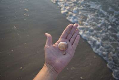 Cropped hand showing seashells at beach