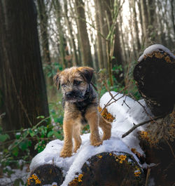 Dog in forest