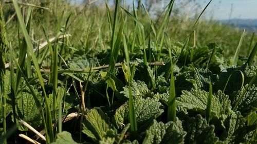 Close-up of crops growing on field