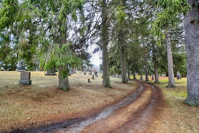 Panoramic view of trees on landscape against sky