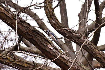 Low angle view of bird perching on tree against sky