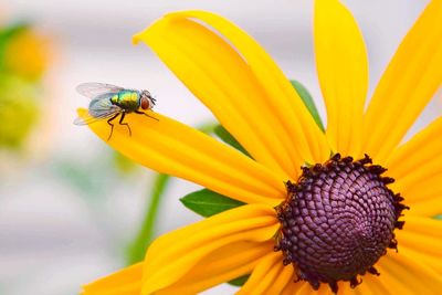 Close-up of bee on sunflower