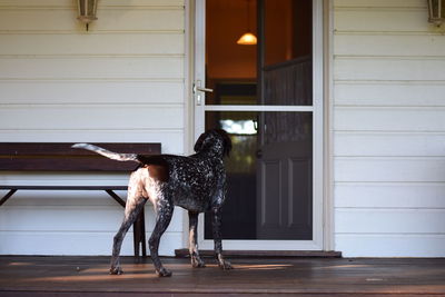 Dog standing at doorway of house