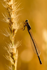 Close-up of insect on flower