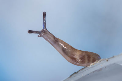 Close-up of snail on railing