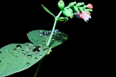 Close-up of water drops on plant