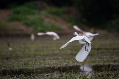 Bird flying over a field