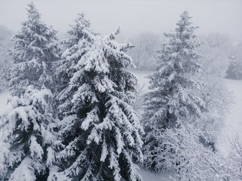 Trees in forest during winter