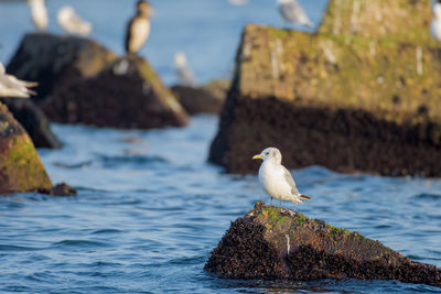 Seagull perching on rock amidst sea