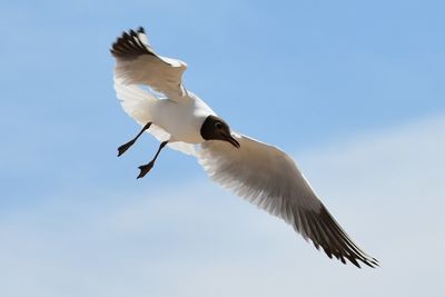 Low angle view of seagull flying against sky