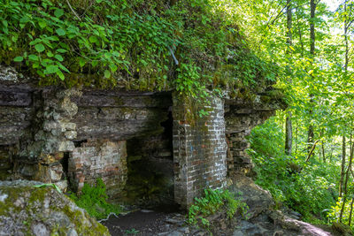 Stone wall amidst trees in forest