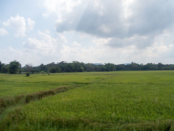 Scenic view of field against sky