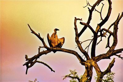 Low angle view of birds perching on branch