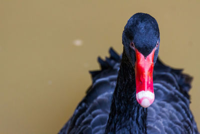 Close-up of black swan