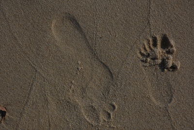 High angle view of starfish on beach