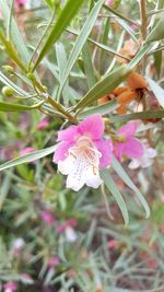 Close-up of flower blooming outdoors