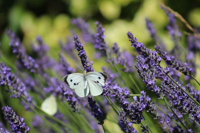 Close-up of butterfly on purple flowering plant