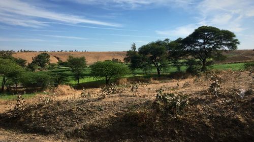 Scenic view of field against sky