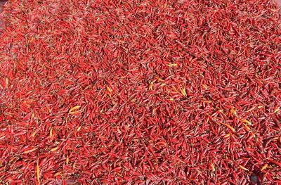 Full frame shot of red chili