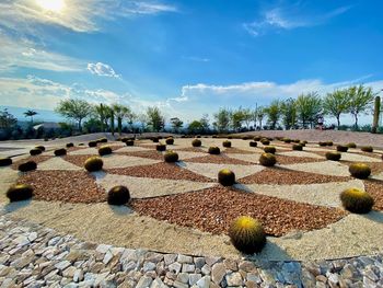 Cactus plants growing on land against sky