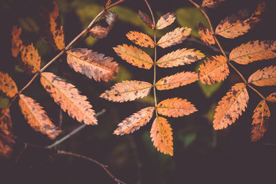 Close-up of leaves