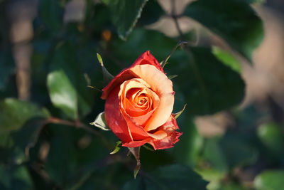 Close-up of blooming red orange rose against blurred background