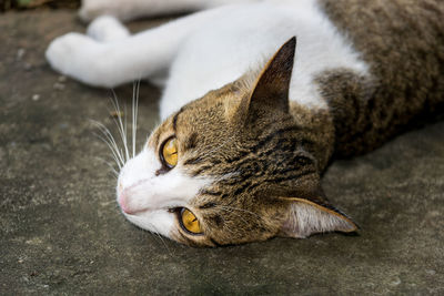 Thailand brown and white cat.