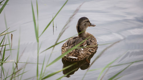 Close-up of mallard duck swimming in lake