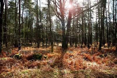 Sunlight streaming through trees in forest