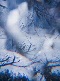 Full frame shot of tree branches