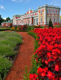 View of red flowering plants in garden